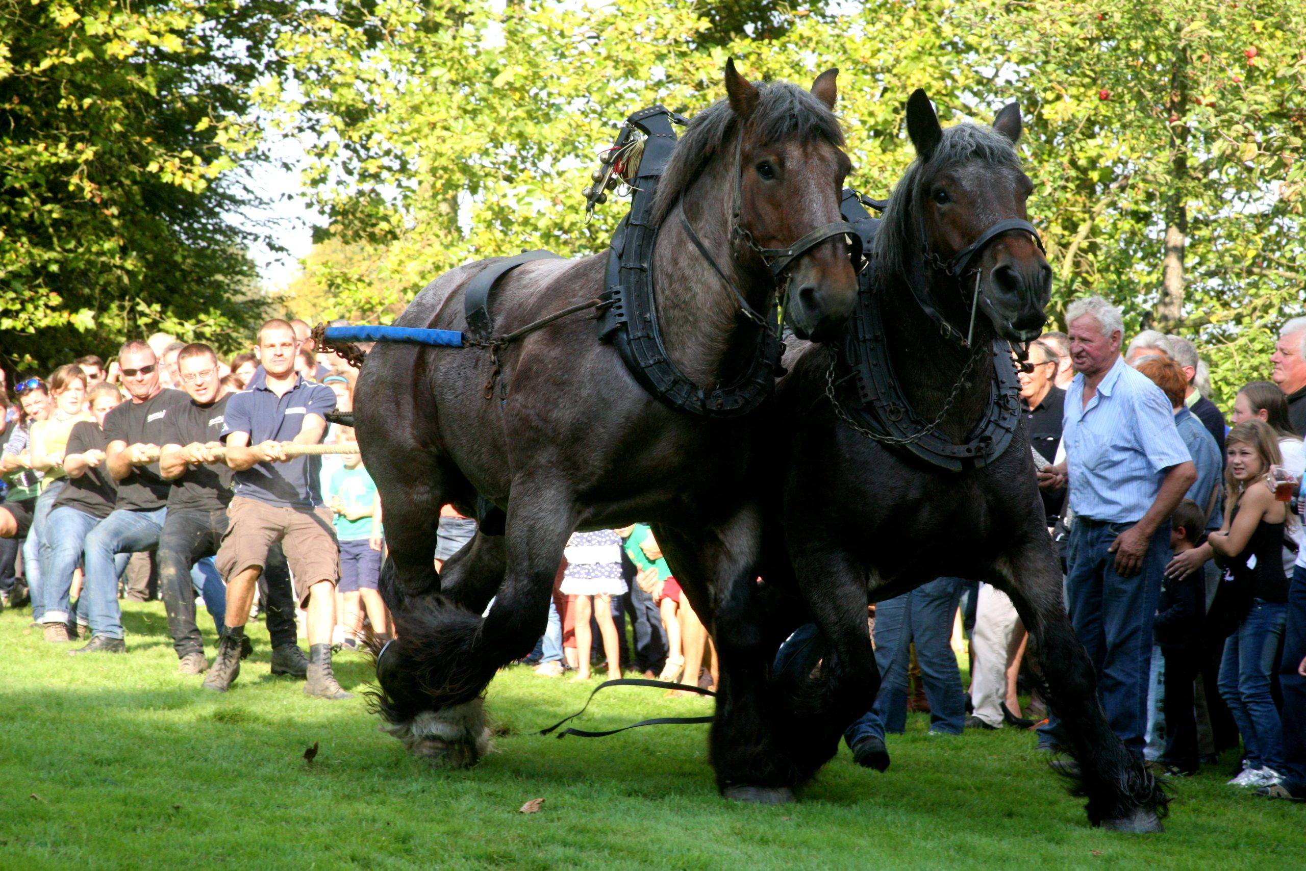 trekpaardendag